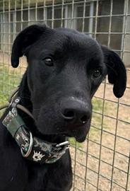 Cucciolo in adozione