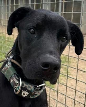 Cucciolo in adozione