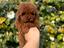 Immagine 18
