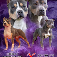 Cuccioli pitbull tricolor blue