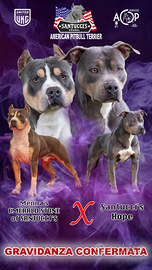 Cuccioli pitbull tricolor blue