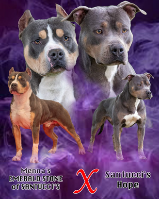 Cuccioli pitbull tricolor blue