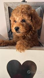 Cuccioli barbone toy