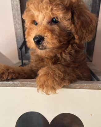 Cuccioli barbone toy