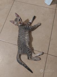 Gattini