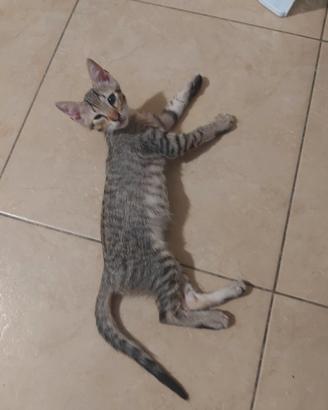 Gattini