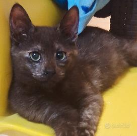 Gattina mix don sphynx(genitori testati)