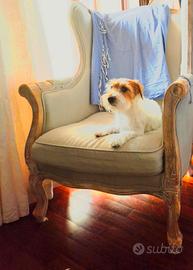 Jack Russel
