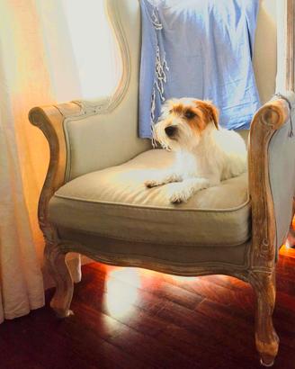 Jack Russel