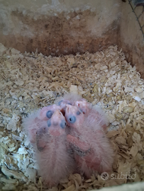 Pappagalli Pulli allevati a mano