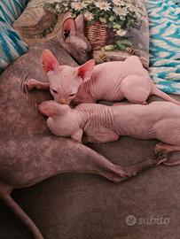Canadian Sphynx