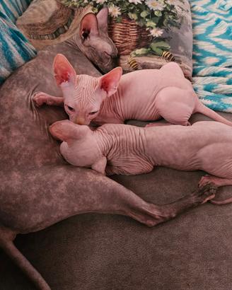 Canadian Sphynx