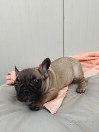 Taglia Piccola Buldog Francese Pedigree Enci