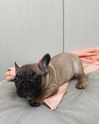 Taglia Piccola Buldog Francese Pedigree Enci