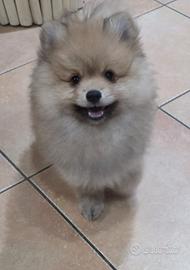 Spitz