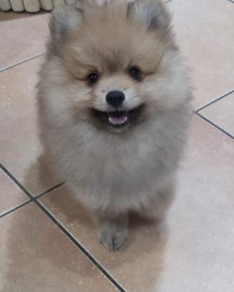 Spitz