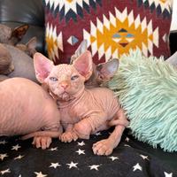 Maschietto Sphynx occhi azzurri