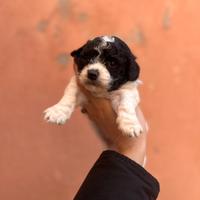 Barboncini toy particolor