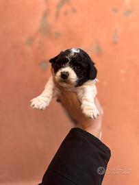 Barboncini toy particolor