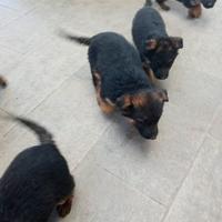 Cuccioli pastore tedesco