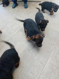 Cuccioli pastore tedesco