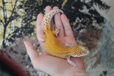 Geco leopardino