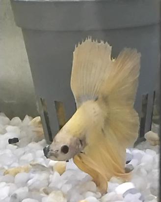 Pesci