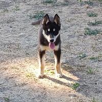 Cuccioli di Siberian Husky