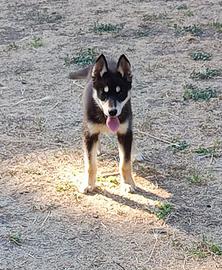 Cuccioli di Siberian Husky