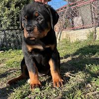 Cuccioli Rottweiler nati 05/01/2025