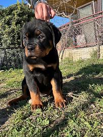 Cuccioli Rottweiler nati 05/01/2025