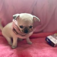 Cucciola Chihuahua pura nana