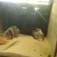 Oscar leggi annuncio