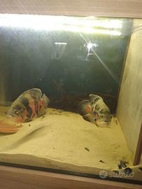 Oscar leggi annuncio