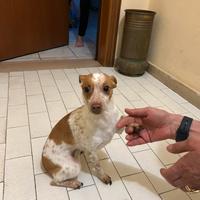 Dolce e timida