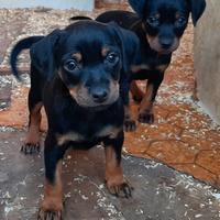 Cucciole di Pincher, Zwergpinscher