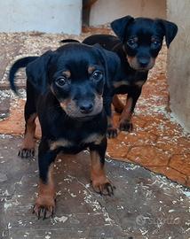 Cucciole di Pincher, Zwergpinscher