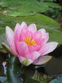 Piante acquatiche