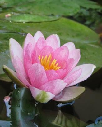 Piante acquatiche
