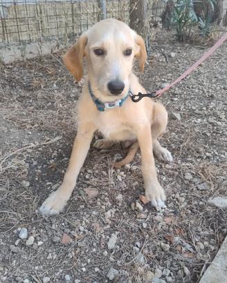 Nico e nemo, 5 mesi
