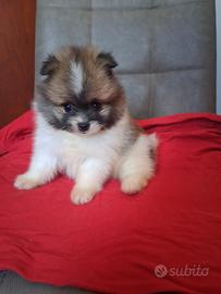 cuccioli spitz di pomerania 