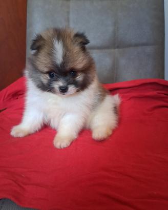 cuccioli spitz di pomerania 