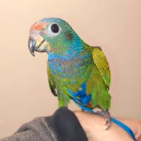 Pappagallo pionus menstruus