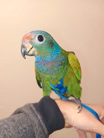 Pappagallo pionus menstruus