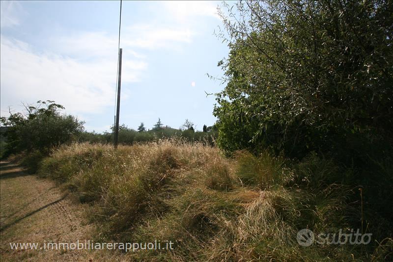 TR72 - Scrofiano terreno in posizione coll - Vista 2