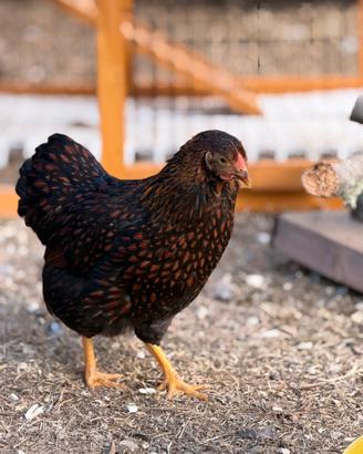 Galline