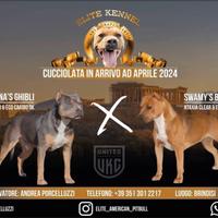 American PitBull UKC altissima genealogia