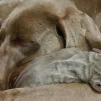 Weimaraner cuccioli