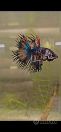 Betta crowtail