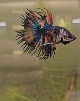 Betta crowtail